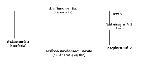 โรคจากปรส ต Hd ส ขภาพด เร มต นท น