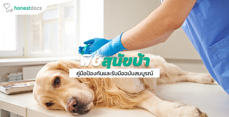 โรคพิษสุนัขบ้า: สาเหตุ อาการ การรักษา ป้องกัน วัคซีน
