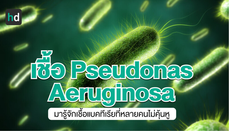 เชื้อ Pseudomonas aeruginosa